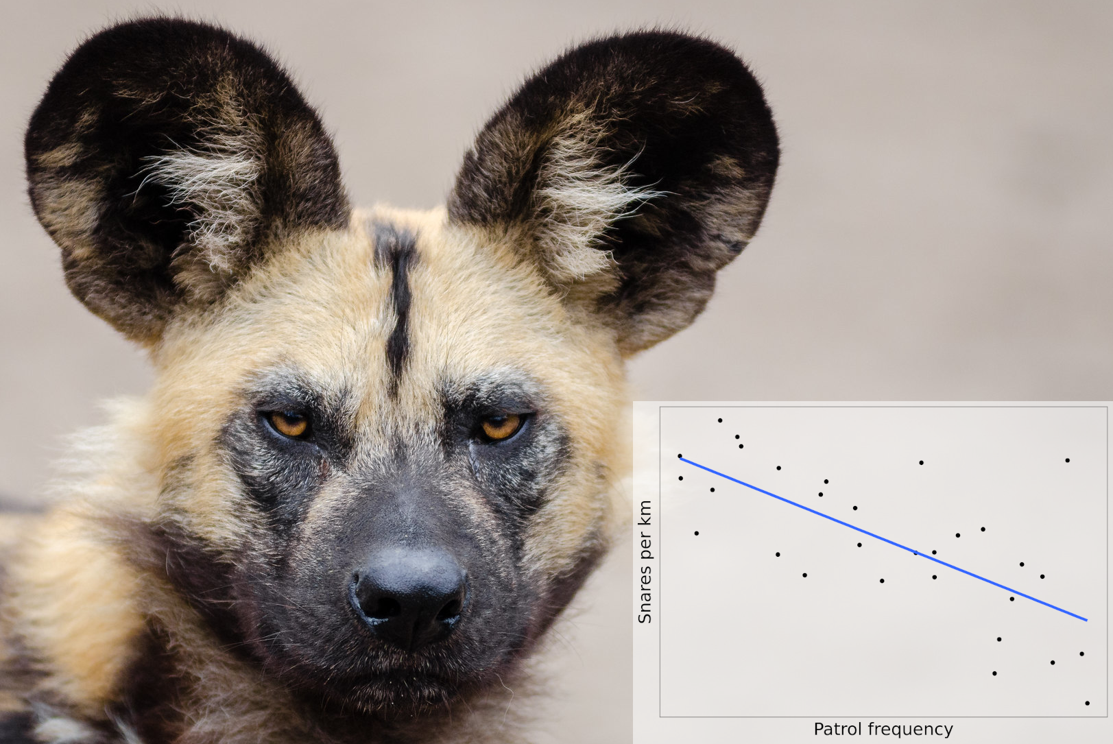 Photo of African wild dog head with plot of snares versus patrol frequency