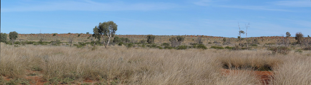 A panorama of an arid landscape in the Australian bush