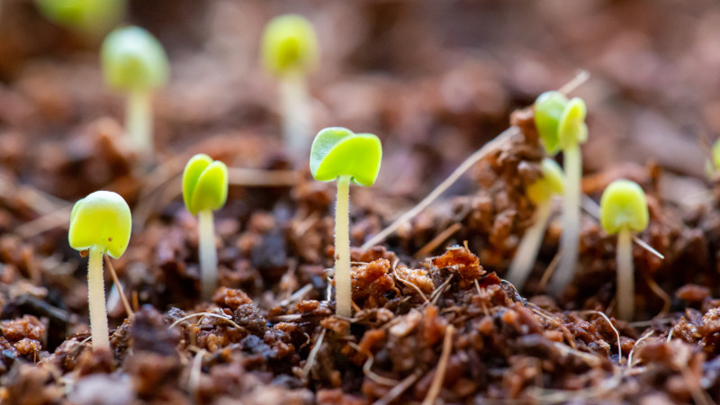 Tiny seedlings growing out of soil